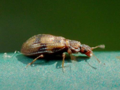 Cartodere bifasciata